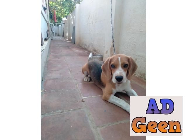 used 9 Months Old Beagle Male Puppy For Sale for sale 